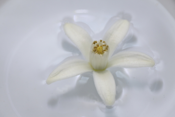 Yuzu flowers floating on water