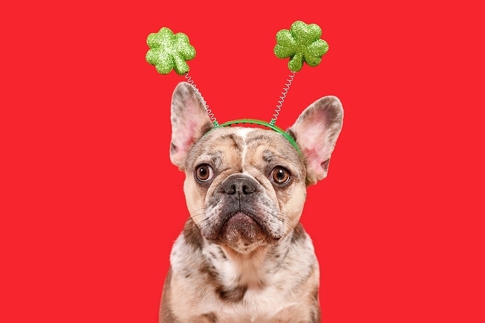 Funny French Bulldog dog wearing St. Patricks Day shamrock costume headband on red background, by Firn