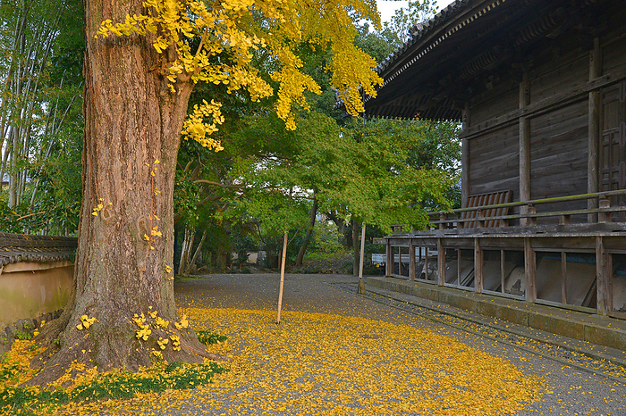 Autumn leaves at Anataji Temple Kameoka shi, Kyoto A temple of the Tendai sect located in Sogabe cho, Kameoka City, Kyoto Prefecture. The name of the temple is  Bodaisan . The temple is the 21st of the 33 temples in the western part of Japan. Wooden Standing Image of the Holy Kannon  Important Cultural Property  Main Hall, Multi purpose Pagoda, etc.  Tangible Cultural Property designated by the prefecture  Garden  Prefectural Place of Scenic Beauty 