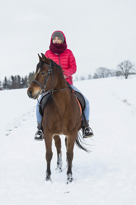 Young woman on a horse in snowy landsape in winter Young woman riding a horse in winter, Bavaria, Germany