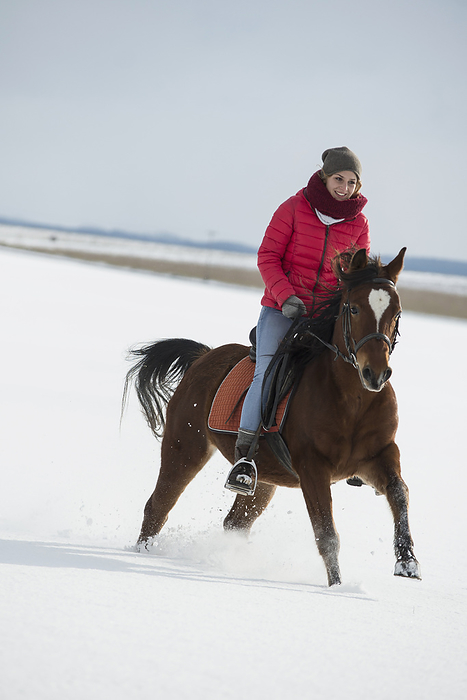Young woman gallop in snowy landscape in winter, horse Young woman riding a horse in winter, Bavaria, Germany