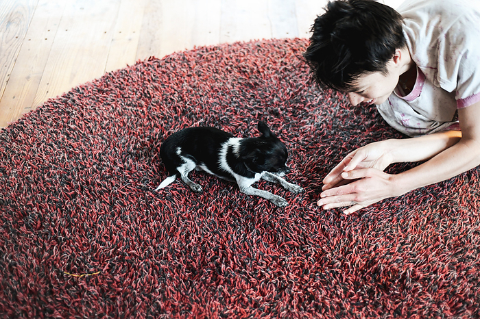 happy person laughs and plays with small dog at home on carpet