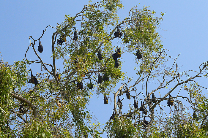 Flying fox bats roosting in the tree near Sangli Flying fox bats roosting in the tree near Sangli, by Zoonar RealityImages