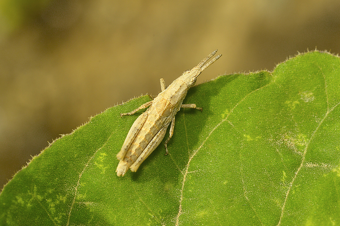 Short horned tan grasshopper on a green leaf near Sangli Short horned tan grasshopper on a green leaf near Sangli, by Zoonar RealityImages