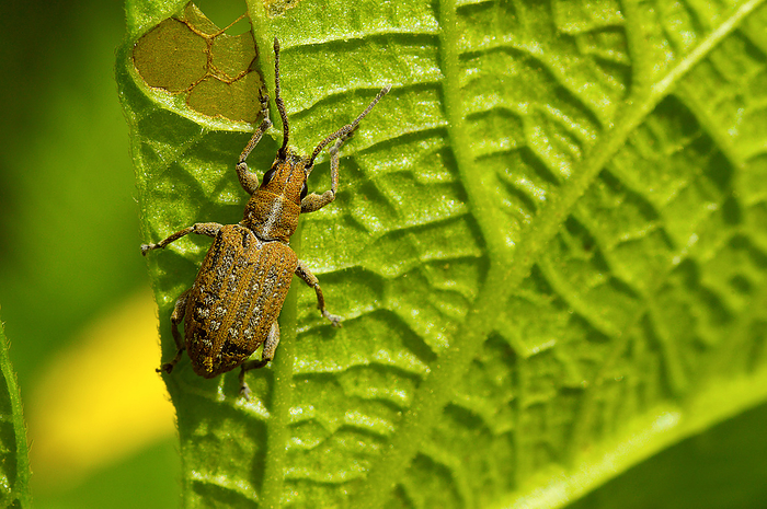 Vegetable weevil, Listroderes costirostris on a green leaf near Pune Vegetable weevil, Listroderes costirostris on a green leaf near Pune, by Zoonar RealityImages