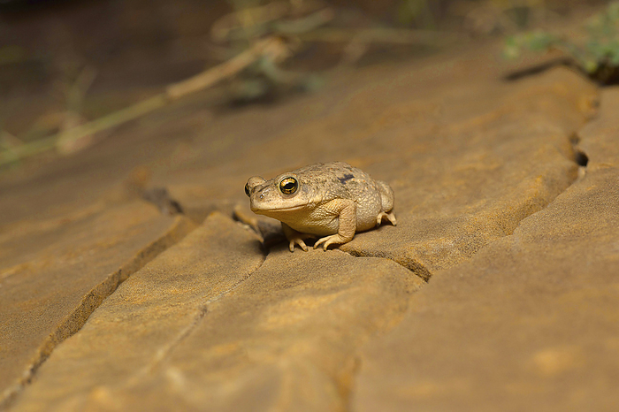 Duttaphrynus sp., Jaisalmer, Rajasthan Duttaphrynus sp., Jaisalmer, Rajasthan, by Zoonar RealityImages