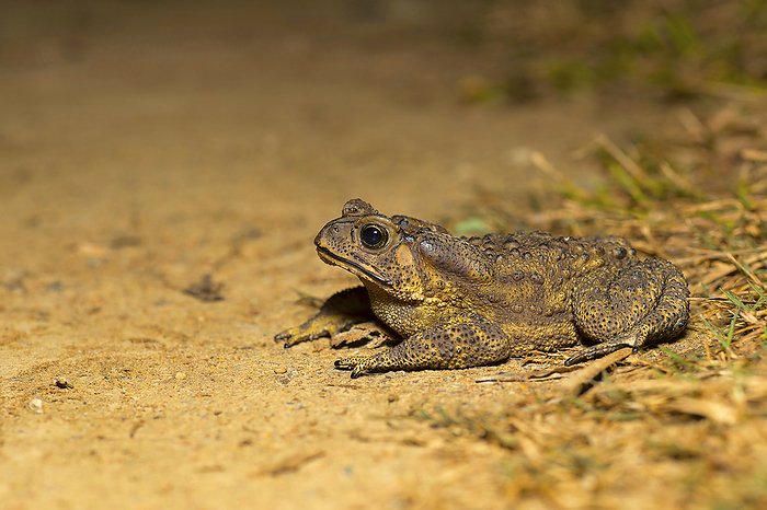 Duttaphrynus sp., Genus of true toads. Sukhai Duttaphrynus sp., Genus of true toads. Sukhai, by Zoonar RealityImages