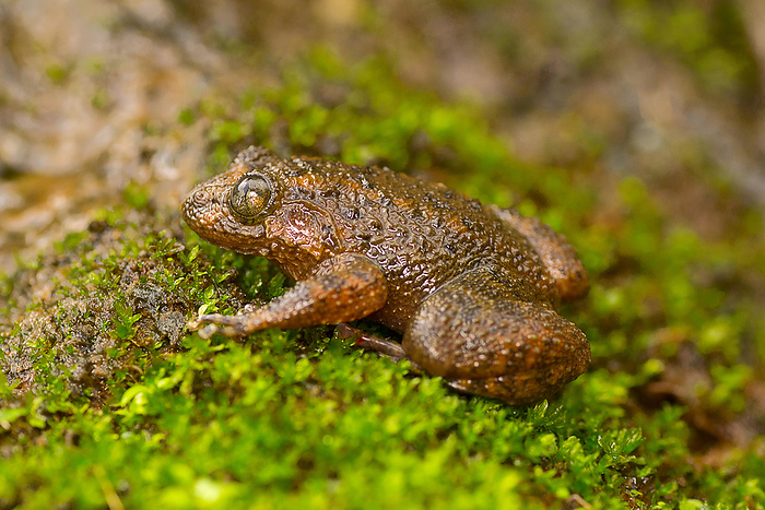 Malabar night frog, large wrinkled frog , Nyctibatrachus major, Mulshi, Maharashtra Malabar night frog, large wrinkled frog , Nyctibatrachus major, Mulshi, Maharashtra, by Zoonar RealityImages