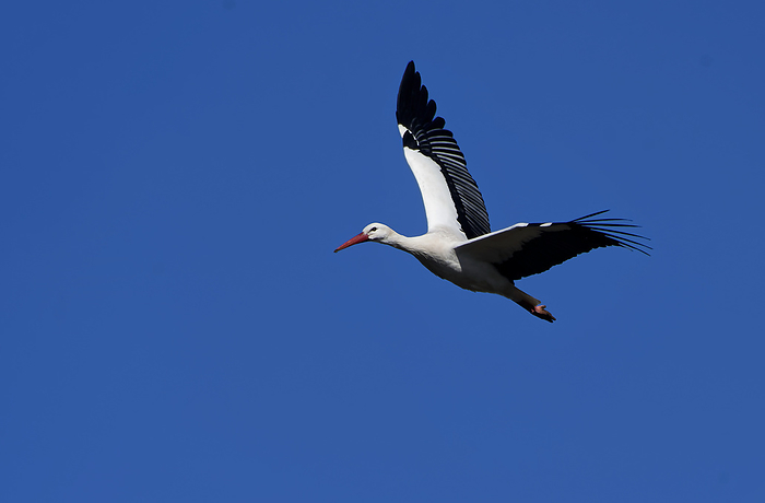 white stork white stork, by Zoonar JUERGENLANDSH