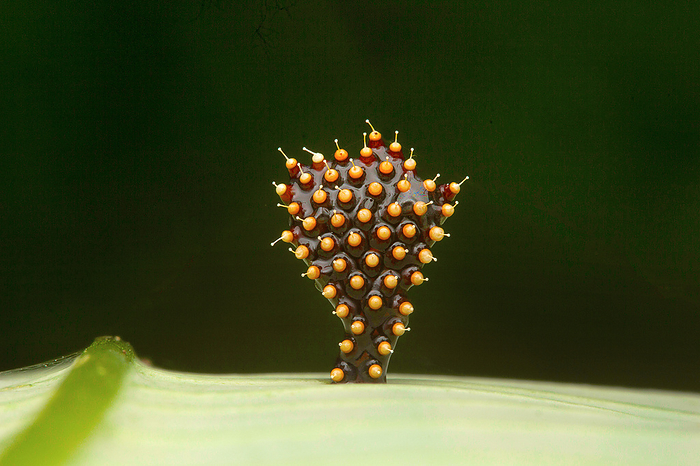 Assassin bugs eggs, Aarey Milk Colony , INDIA Assassin bugs eggs, Aarey Milk Colony , INDIA, by Zoonar RealityImages