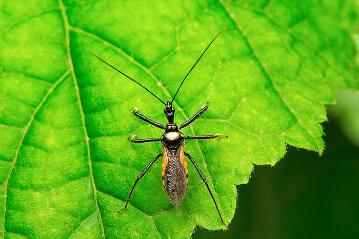 Insect , Aarey Milk Colony Insect , Aarey Milk Colony, by Zoonar RealityImages