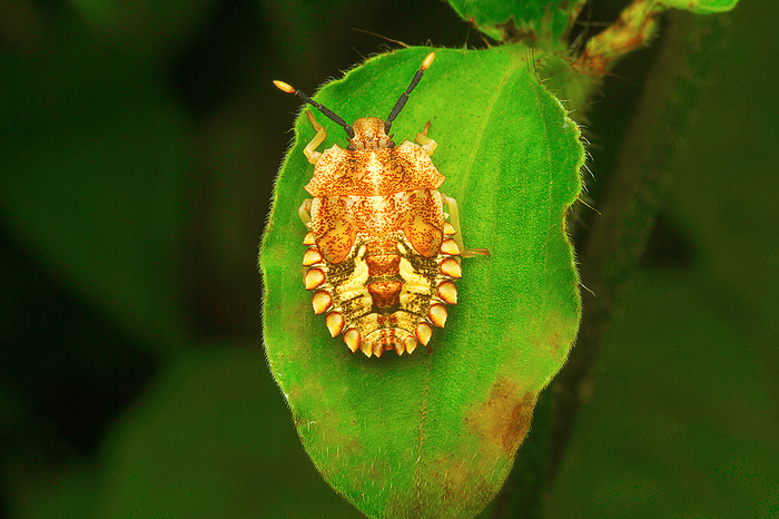 Insect , Aarey Milk Colony Insect , Aarey Milk Colony, by Zoonar RealityImages