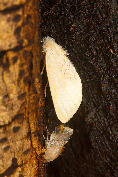 Moths mating, Aarey Milk Colony , INDIA Moths mating, Aarey Milk Colony , INDIA, by Zoonar RealityImages