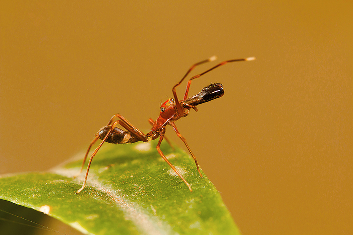 Ant mimicking spider, Myrmarachne plataleoides, Bangalore, Karnataka. mimics the Kerengga or weaver ant . India, Sri Lanka, China and many parts of Southeast Asia. by Zoonar/RealityImages