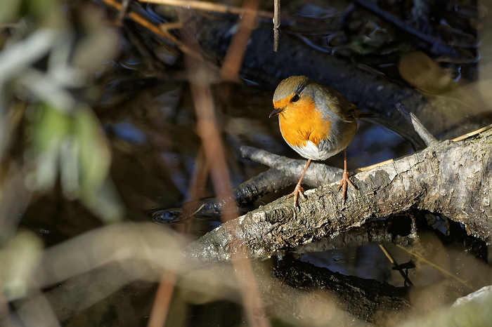 robin at a creek robin at a creek, by Zoonar JUERGENLANDSH