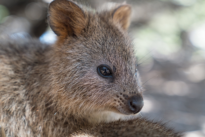 Wildlife of Australia Wildlife of Australia, by Zoonar Alexander Lud