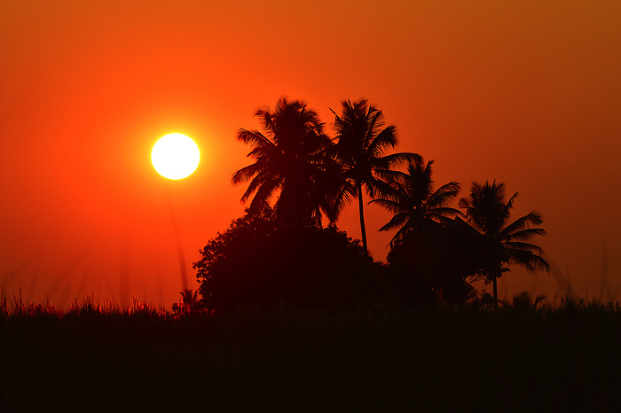 Silhouette of coconut tree during sunset Silhouette of coconut tree during sunset, by Zoonar RealityImages