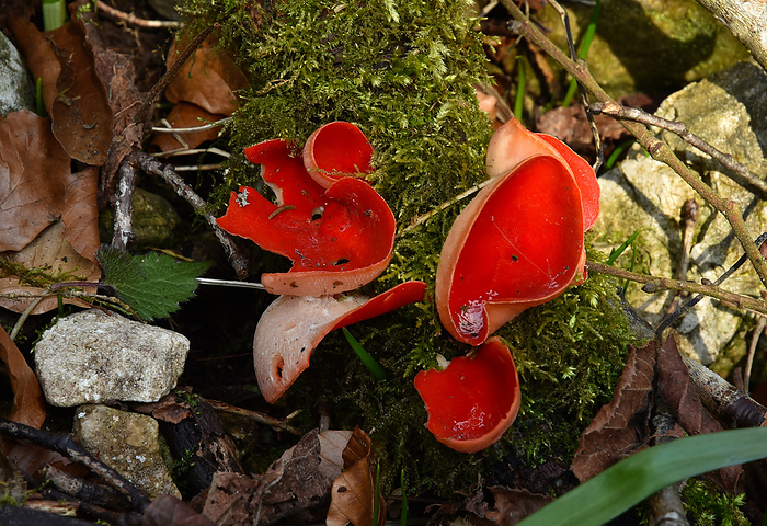 Cinnabar Red Elf Cup  mushroom  Cinnabar Red Elf Cup  mushroom , by Zoonar J rgen Vogt