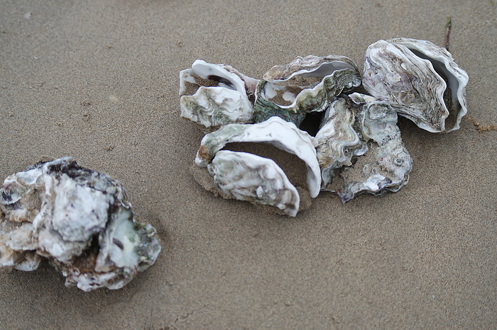 Shells on the Atlantic beach Shells on the Atlantic beach, by Zoonar Gabriele Sitn
