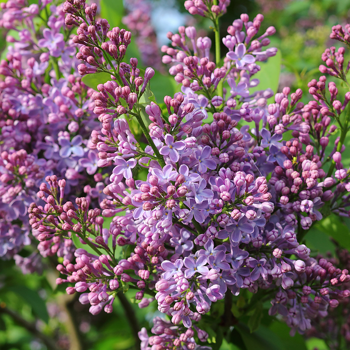 Blossoms of violet Lilac, Syringa vulgaris Blossoms of violet Lilac, Syringa vulgaris, by Zoonar Konrad Wei 