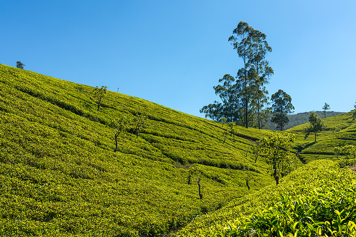 Tea gardens and tea plantations around Nuwara Eliya Tea gardens and tea plantations around Nuwara Eliya, by Zoonar Stefan Laws