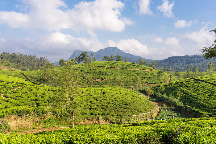 Many tea gardens, plantations and tea estates around Nuwara Eliya Many tea gardens, plantations and tea estates around Nuwara Eliya, by Zoonar Stefan Laws