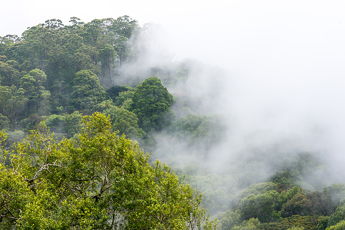 Sri Lanka montane rain forests in the Horton Plains Sri Lanka montane rain forests in the Horton Plains, by Zoonar Stefan Laws