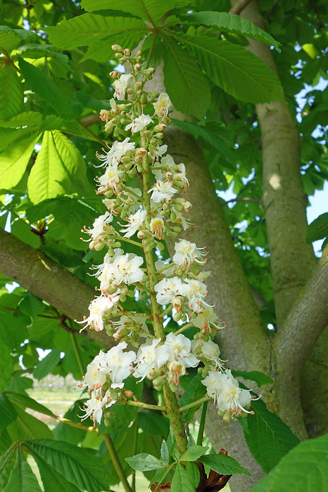 Inflorescence of a chestnut in spring Inflorescence of a chestnut in spring, by Zoonar Zoonar Elke H