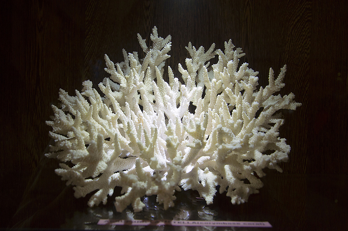Coral displayed at Samudrika Marine Museum, Prothrapur, Port Blair, Andaman and Nicobar Islands Coral displayed at Samudrika Marine Museum, Prothrapur, Port Blair, Andaman and Nicobar Islands, by Zoonar RealityImages