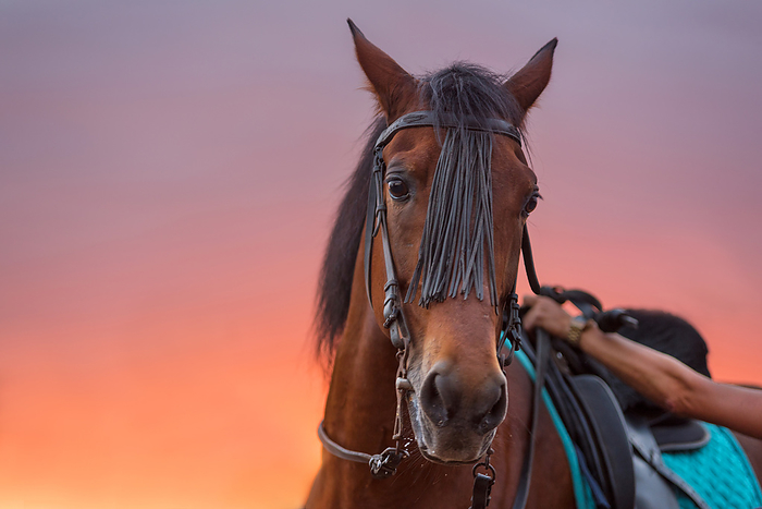 Horse portrait at sunset Horse portrait at sunset, by Zoonar DAVID HERRAEZ