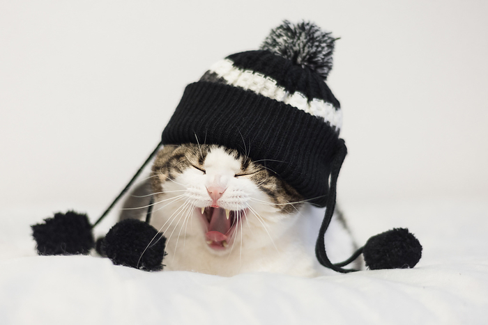 Funny cat yawning ready to sleep, wearing a warm hat with pompon. Lying  on a blanket. Winter season concept. Funny cat yawning ready to sleep, wearing a warm hat with pompon. Lying  on a blanket. Winter season concept., by Zoonar DAVID HERRAEZ