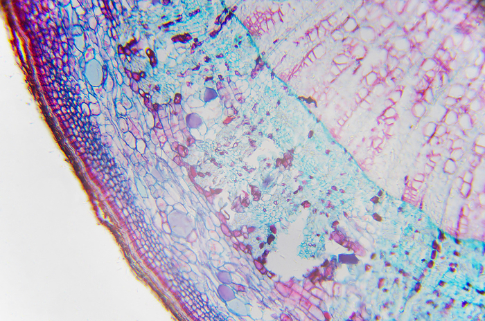 Microscopic photography. Core of a Stem of Xylophyta dicotyledon, transversal section. Microscopic photography. Core of a Stem of Xylophyta dicotyledon, transversal section., by Zoonar DAVID HERRAEZ