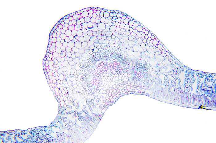 Microscopy Photography. Leaf of Ligustrum lucidum. Transversal section. Microscopy Photography. Leaf of Ligustrum lucidum. Transversal section., by Zoonar DAVID HERRAEZ