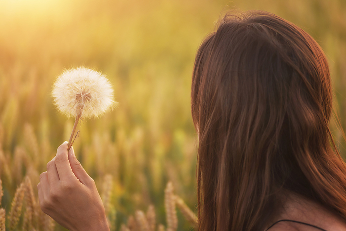 Beautiful young woman blows dandelion in a wheat field in the summer sunset. Beauty and summer concept Beautiful young woman blows dandelion in a wheat field in the summer sunset. Beauty and summer concept, by Zoonar DAVID HERRAEZ
