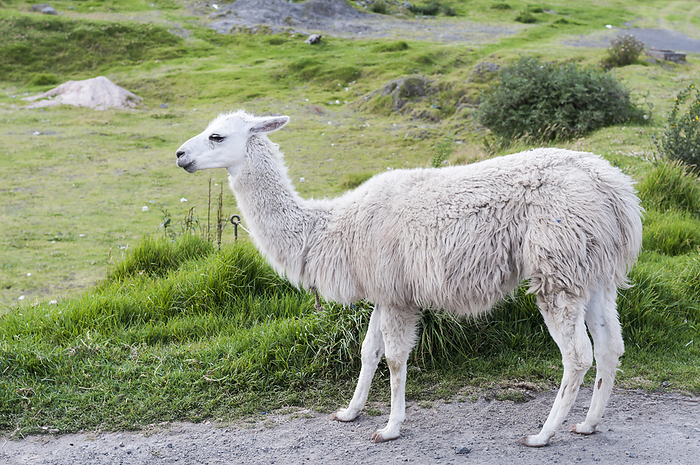 Portrait of a white llama  Lama glama  in the Andes. Portrait of a white llama  Lama glama  in the Andes., by Zoonar Uwe Bauch