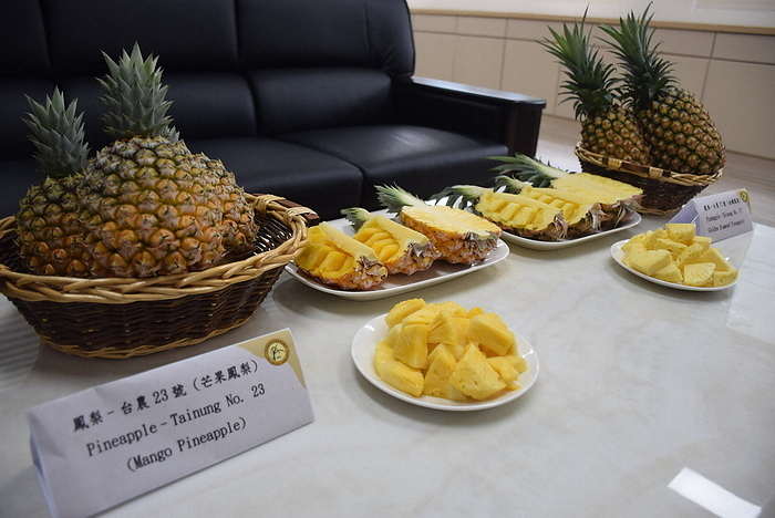 Mango Pineapple   left  and  Golden Pineapple  developed by Taiwan Taiwan developed  Mango Pineapple   left  and  Golden Pineapple  at the Chiayi Branch of the Agricultural Experiment Station in Chiayi City, southern Taiwan, May 19, 2023  photo by Lin Te Ping 