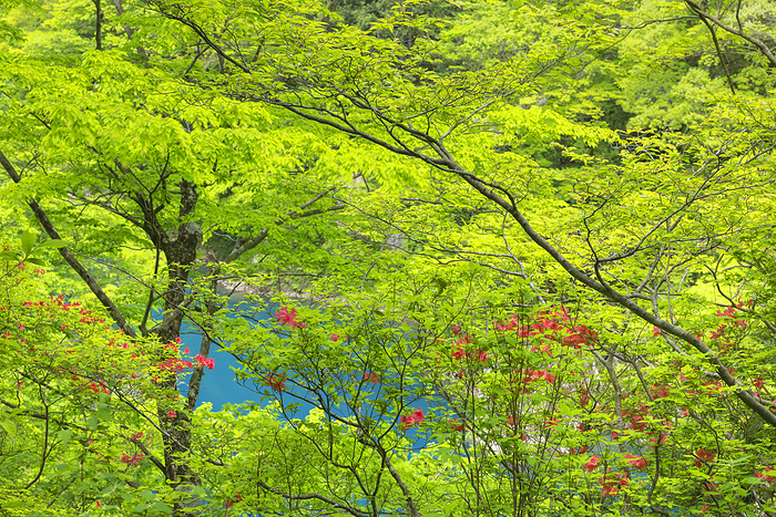 Akita Prefecture Azalea Blooming Fresh Green Hogaraki Canyon