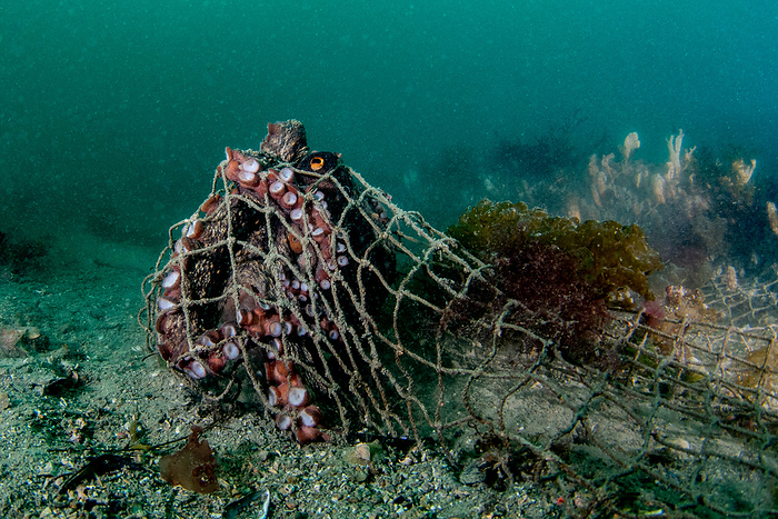 A sea cucumber stuck in an abandoned net EO Photography Competition 2023, Human Impacts on the Environment, Runner up