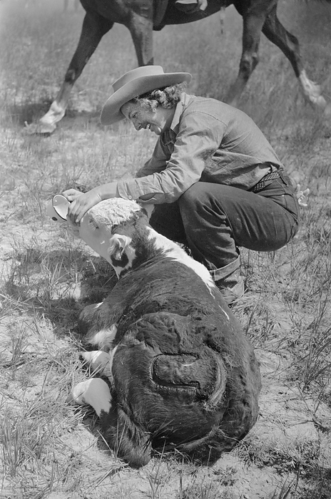 cowboy, cow, livestock, branding, historical,  Dude Reviving Calf after Branding, Quarter Circle U Ranch, Montana, USA, Arthur Rothstein for Farm Security Administration, June 1939 Editorial Use Only