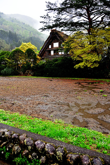 April: Shirakawa-go, moist in the spring rain