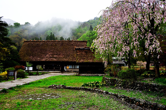 Cherry blossoms bloom, spring arrives, Shirakawa-go
