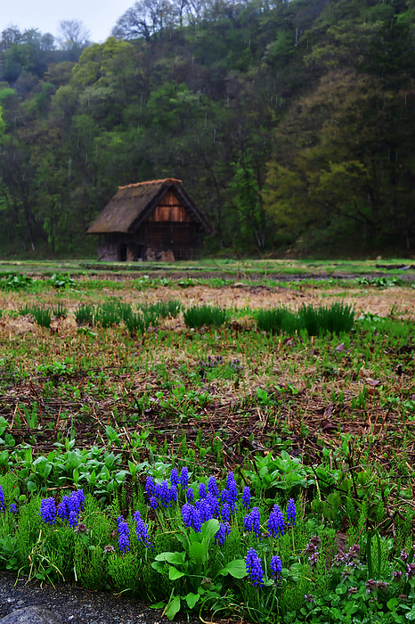Flowers bloom in the fields and Shirakawa-go is filled with the colors of spring.
