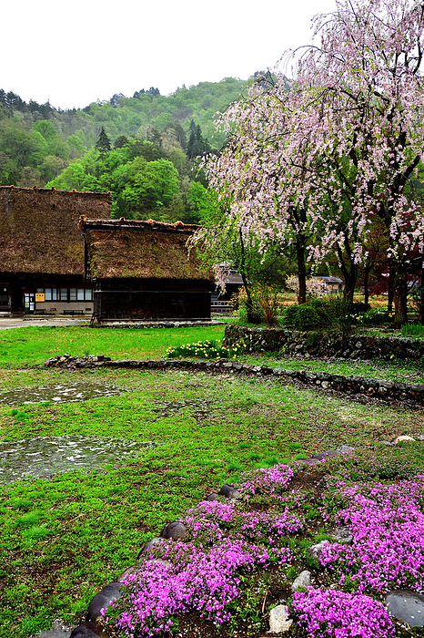 Flowers in the fields, cherry blossoms in the villages, springtime in Shirakawa-go
