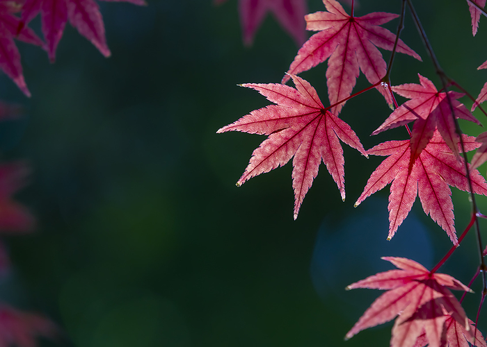 leaves changing color (colour)