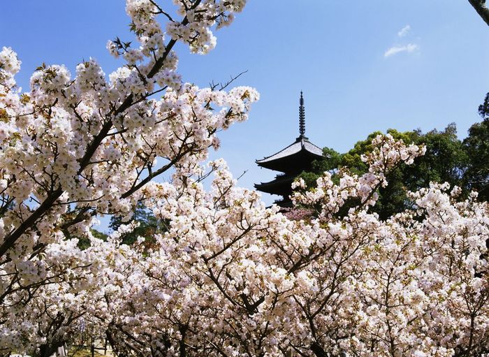 Omuro Cherry Blossoms at Ninnaji Temple, Kyoto