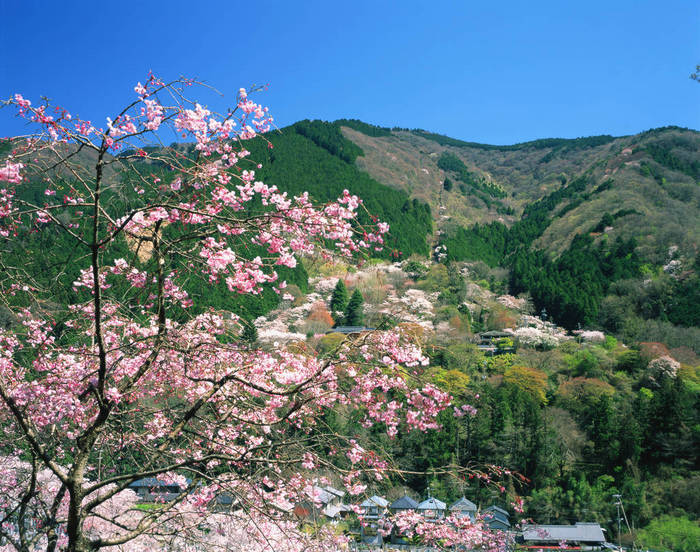 Cherry Blossoms at Yase and Mount Hiei