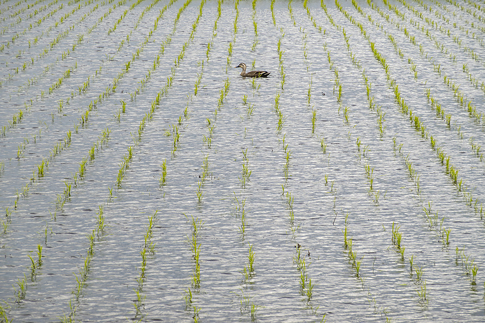 Duck swimming in the rice paddies