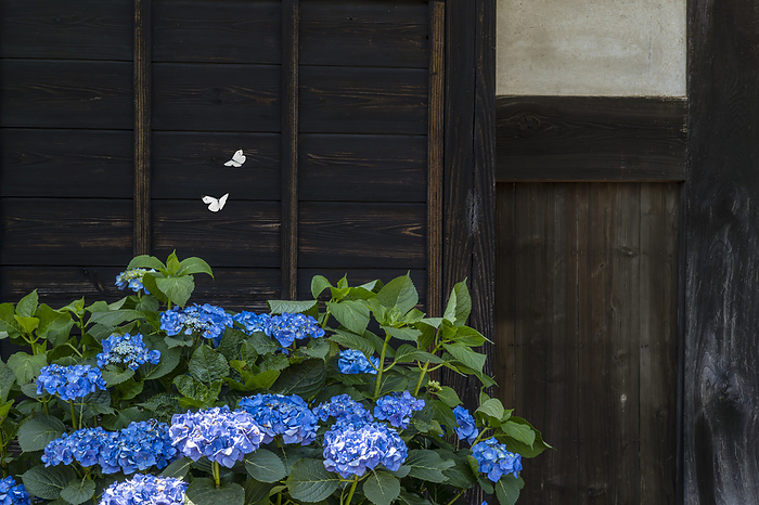 Hydrangea and monarch butterflies at the old house