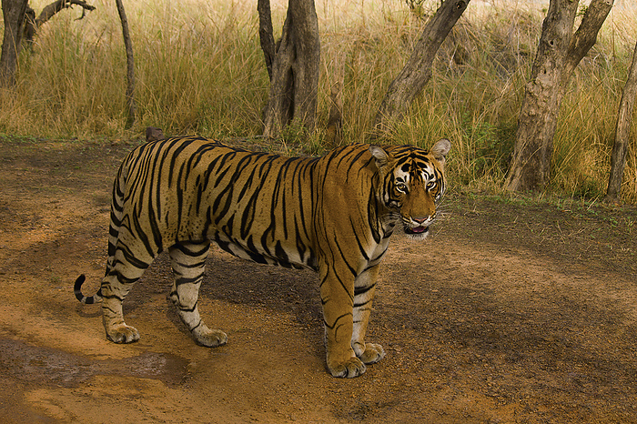 Tiger, Panthera tigris tigris, Pacman, Ranthambhore Tiger Reserve, Rajasthan Tiger, Panthera tigris tigris, Pacman, Ranthambhore Tiger Reserve, Rajasthan, by Zoonar RealityImages