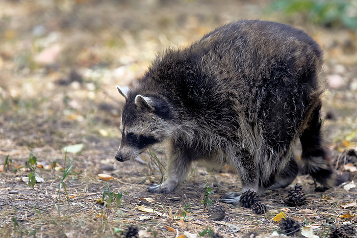 raccoon raccoon, by Zoonar JUERGEN_LANDS